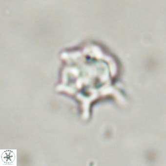 Discoaster virginianus VR 19320