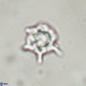 Discoaster virginianus VR 19321