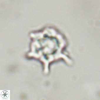Discoaster virginianus VR 19321
