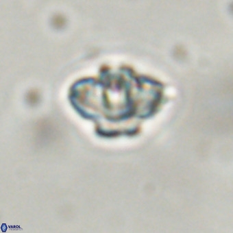 Discoaster virginianus VR 19322