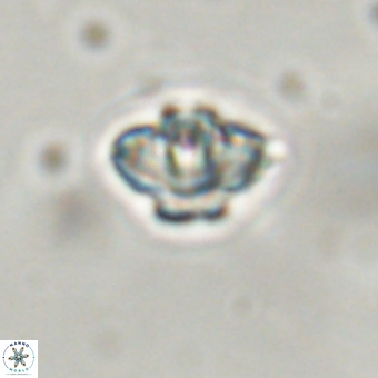 Discoaster virginianus VR 19322