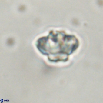 Discoaster virginianus VR 19323