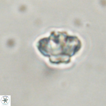 Discoaster virginianus VR 19323