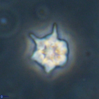 Discoaster virginianus VR 19334