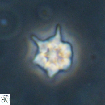 Discoaster virginianus VR 19334