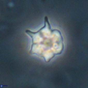 Discoaster virginianus VR 19335