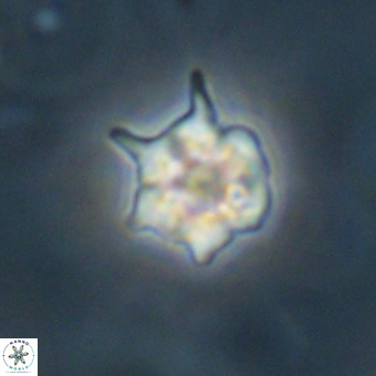 Discoaster virginianus VR 19335