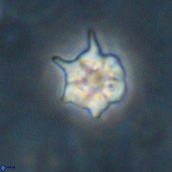 Discoaster virginianus VR 19337