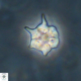 Discoaster virginianus VR 19337