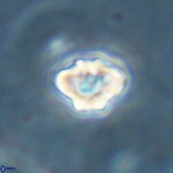 Discoaster virginianus VR 19331