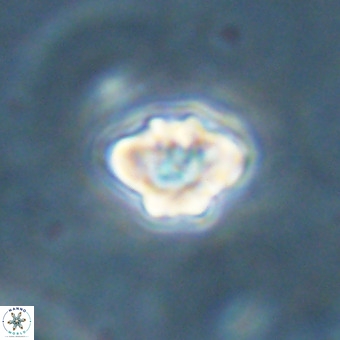 Discoaster virginianus VR 19331