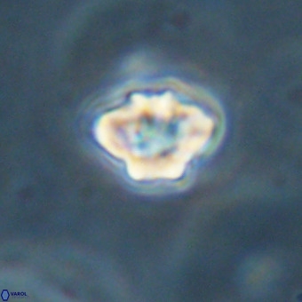 Discoaster virginianus VR 19332