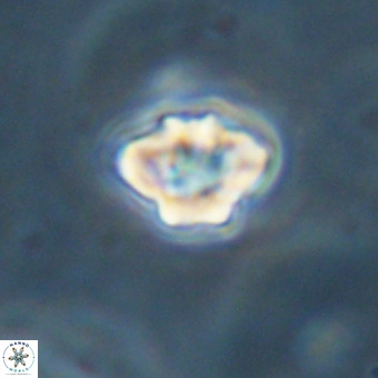 Discoaster virginianus VR 19332