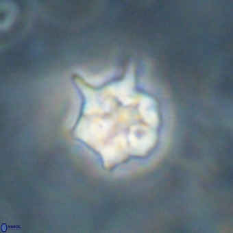 Discoaster virginianus VR 19333