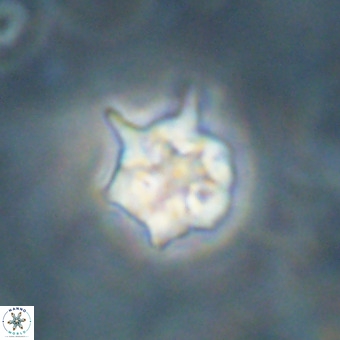 Discoaster virginianus VR 19333