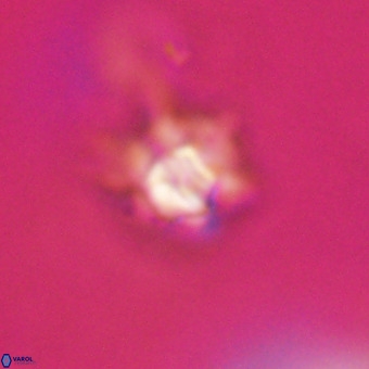 Discoaster virginianus VR 19344