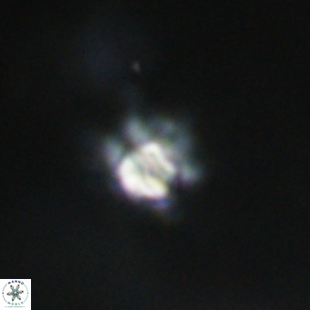 Discoaster virginianus VR 19345