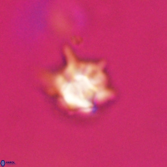 Discoaster virginianus VR 19346