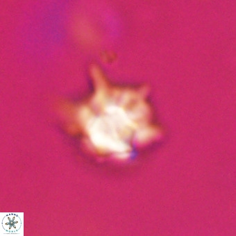 Discoaster virginianus VR 19346