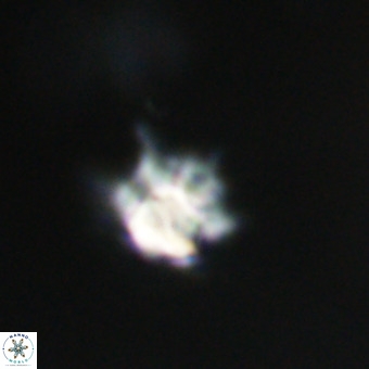 Discoaster virginianus VR 19347