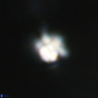 Discoaster virginianus VR 19348