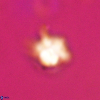 Discoaster virginianus VR 19349