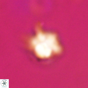 Discoaster virginianus VR 19349