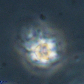 Discoaster virginianus VR 19340