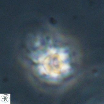 Discoaster virginianus VR 19340