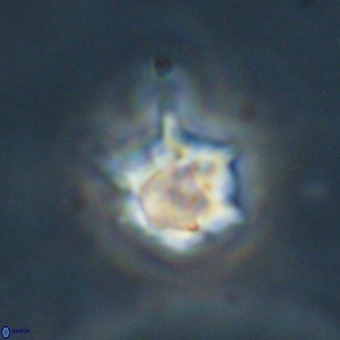 Discoaster virginianus VR 19341