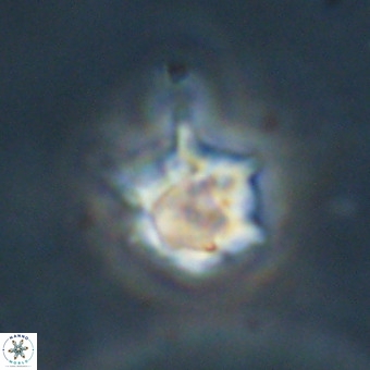 Discoaster virginianus VR 19341