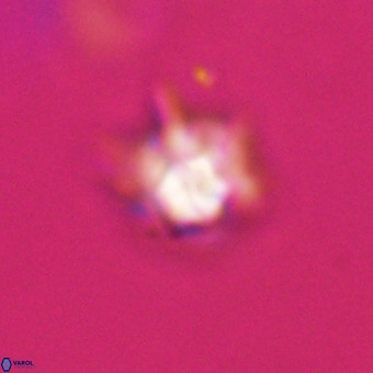 Discoaster virginianus VR 19343