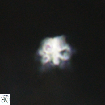 Discoaster virginianus VR 19359