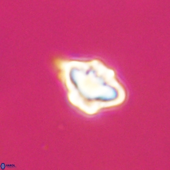 Discoaster virginianus VR 19350