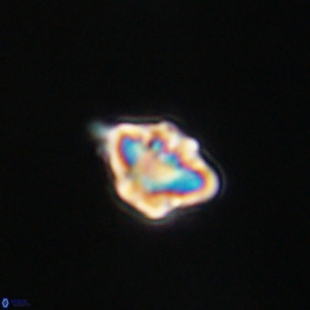 Discoaster virginianus VR 19351