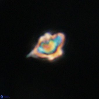 Discoaster virginianus VR 19352