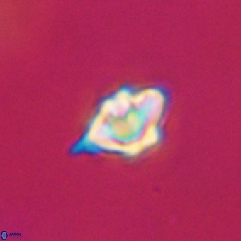 Discoaster virginianus VR 19353