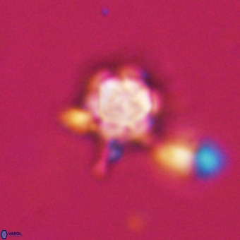 Discoaster virginianus VR 19444