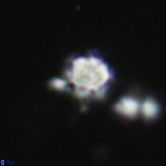 Discoaster virginianus VR 19445