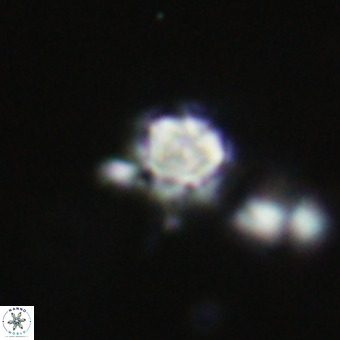 Discoaster virginianus VR 19445