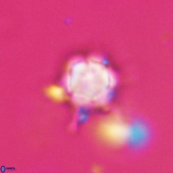 Discoaster virginianus VR 19446