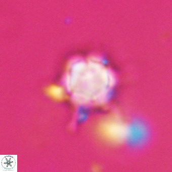 Discoaster virginianus VR 19446
