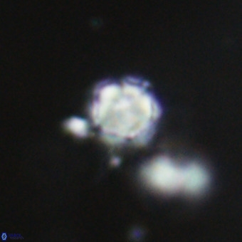 Discoaster virginianus VR 19447