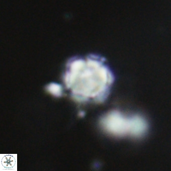 Discoaster virginianus VR 19447
