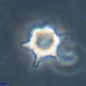 Discoaster virginianus VR 19448