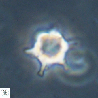 Discoaster virginianus VR 19448