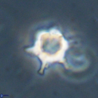 Discoaster virginianus VR 19449