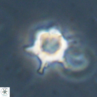 Discoaster virginianus VR 19449