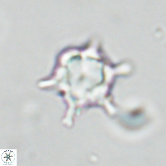 Discoaster virginianus VR 19440