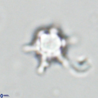 Discoaster virginianus VR 19441